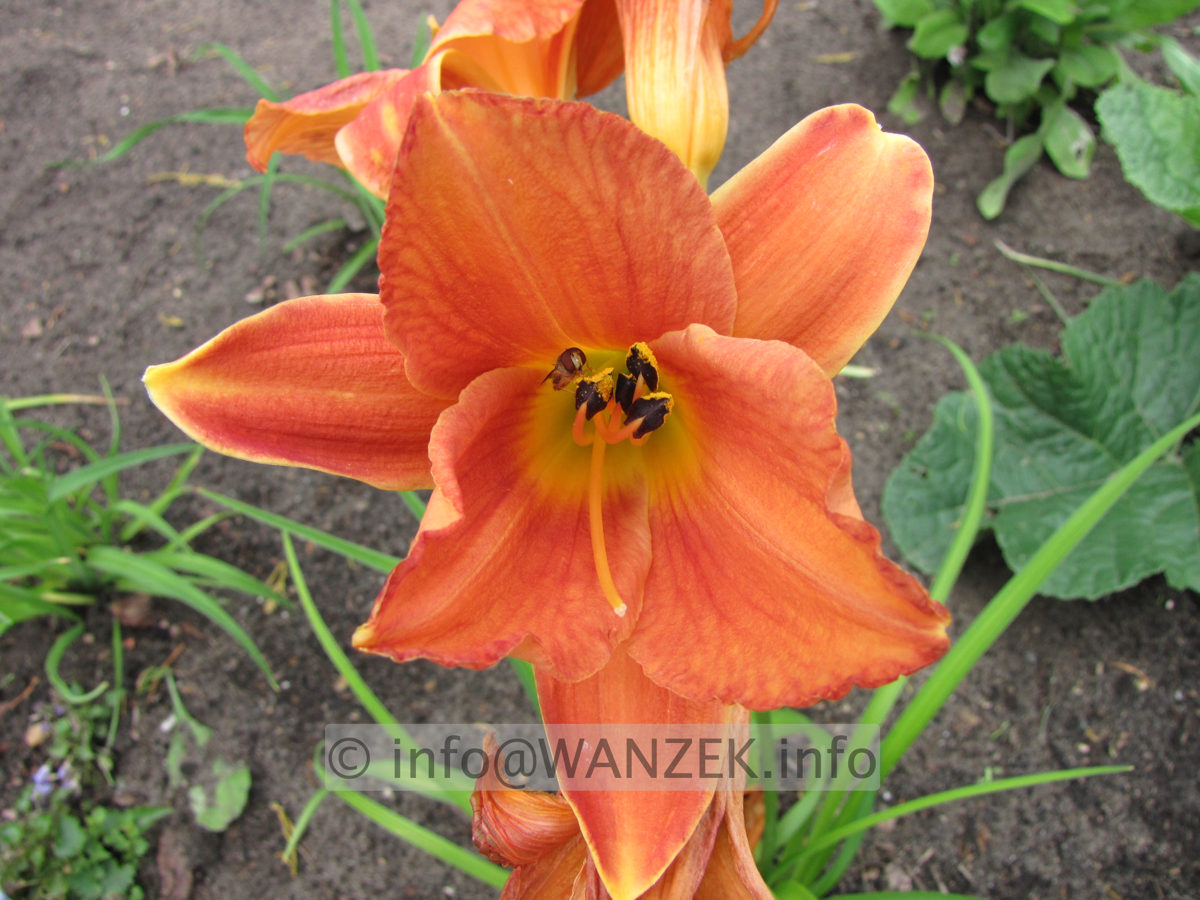 Hemerocallis Mauna Loa 009.JPG